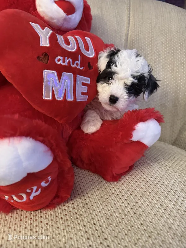 “ Angel “Toy Poodle  – Poodle - Toy  puppy for sale in Lithia, FL