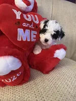 “ Angel “Toy Poodle  (Girl), a female Poodle - Toy  for sale in Lithia, FL – 1 of 3