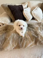 Chanel, a female Yorkipoo for sale in Tampa, FL – 2 of 4