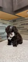 Coco, a female Yorkipoo for sale in Tampa, FL – 4 of 10