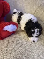 “ CUPCAKE “    Toy Poodle. ( Girl), a female Poodle - Toy  for sale in Lithia, FL – 4 of 6