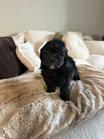 Nova, a female Yorkipoo for sale in Tampa, FL – 2 of 4