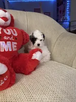 “Snoopy”     Toy Poodle  (Boy), a male Poodle - Toy  for sale in Lithia, FL – 1 of 3