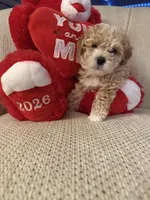 “ Teddy Bear “  Toy Poodle.   (Boy), a male Poodle - Toy  for sale in Lithia, FL – 2 of 5