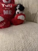 “ Spanky”     Toy Poodle (Boy), a male Poodle - Toy  for sale in Lithia, FL – 3 of 6