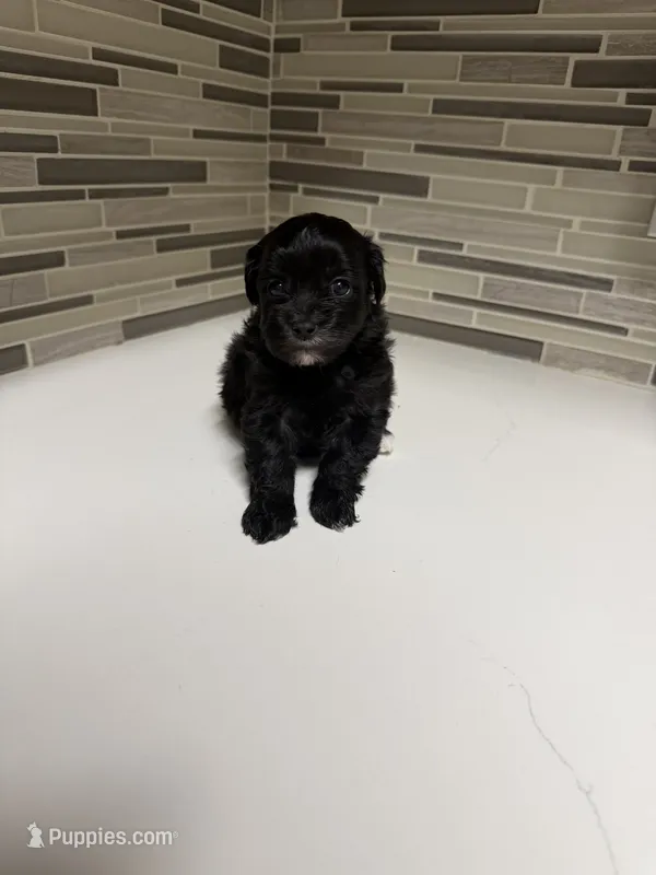 Nova – Yorkipoo puppy for sale in Tampa, FL