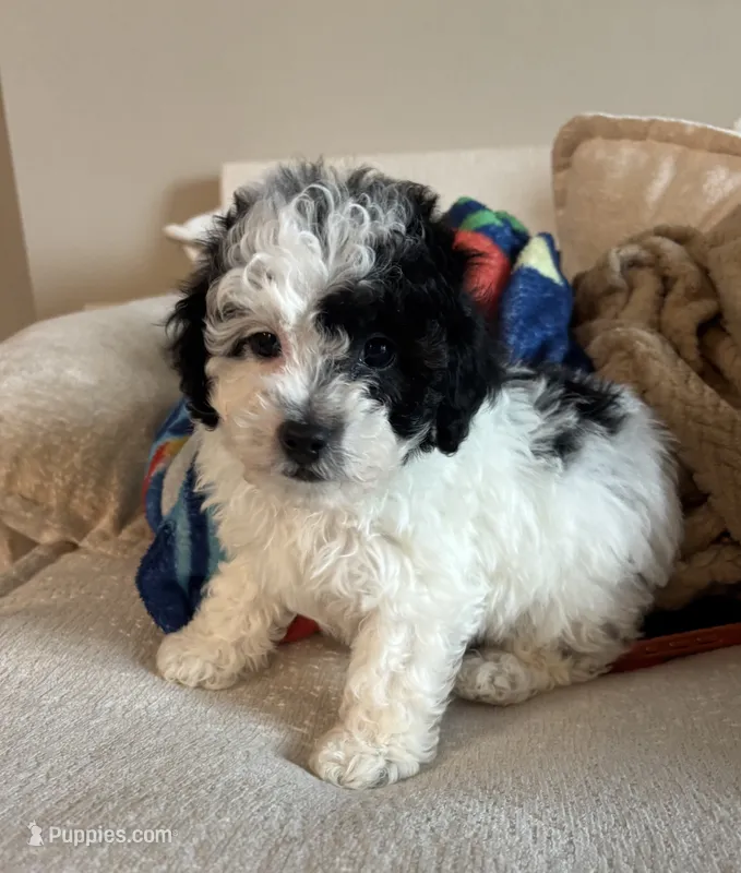 Leo – Yorkipoo puppy for sale in Tampa, FL