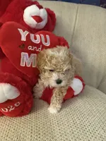 “ Teddy Bear “  Toy Poodle.   (Boy), a male Poodle - Toy  for sale in Lithia, FL – 5 of 5