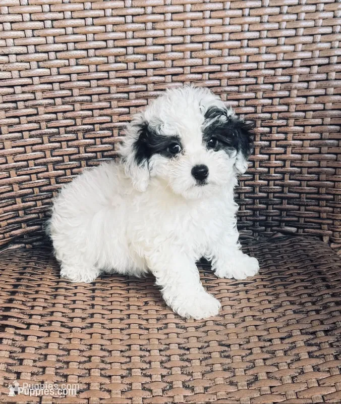 “ Angel “Toy Poodle  (Girl) – Poodle - Toy  puppy for sale in Lithia, FL