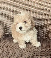Teddy, a male Poodle - Toy  for sale in Lithia, FL – 3 of 7