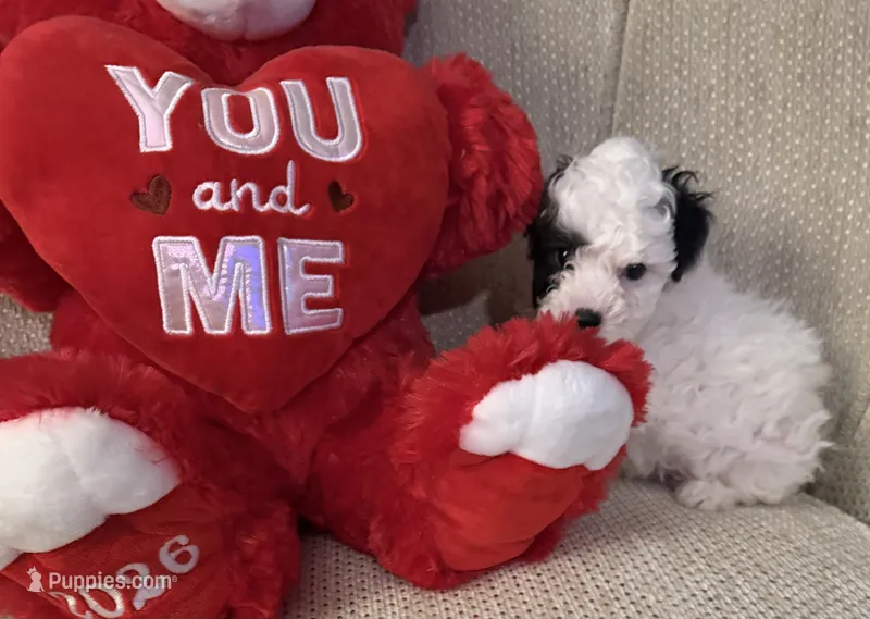 “Snoopy”     Toy Poodle  (Boy) – Poodle - Toy  puppy for sale in Lithia, FL