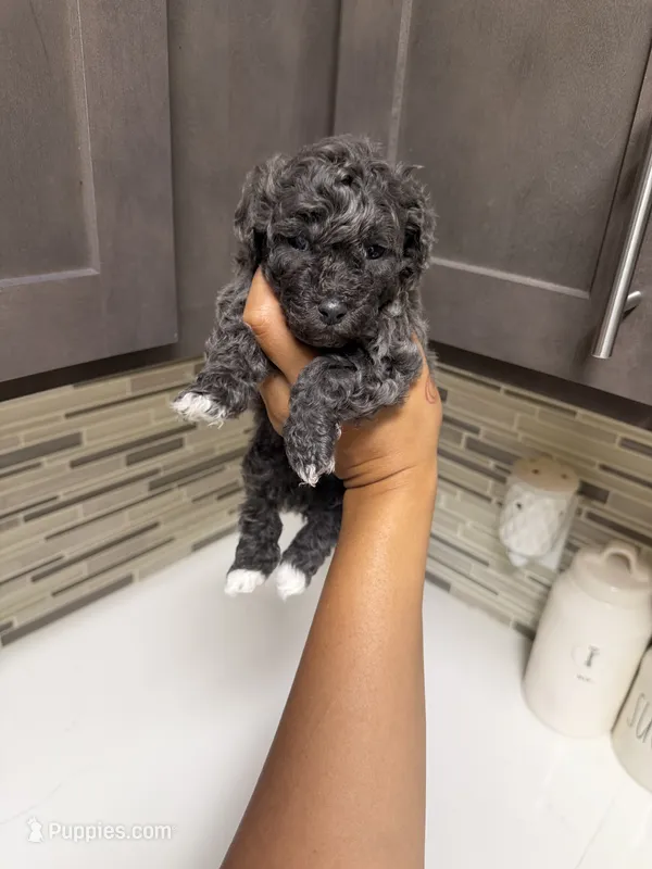 Milo – Yorkipoo puppy for sale in Tampa, FL