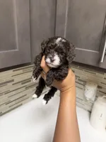 Cocoa , a female Yorkipoo for sale in Tampa, FL – 3 of 7