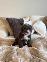 Cocoa , a female Yorkipoo for sale in Tampa, FL – 5 of 7