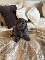 Bella, a female Yorkipoo for sale in Tampa, FL – 3 of 4