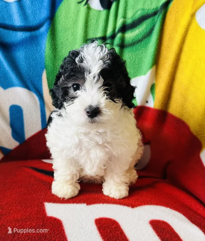 “ CUPCAKE “    Toy Poodle. ( Girl) – Poodle - Toy  puppy for sale in Lithia, FL