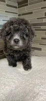 Milo, a male Yorkipoo for sale in Tampa, FL – 4 of 8