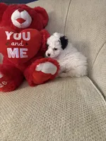 “Snoopy”     Toy Poodle  (Boy), a male Poodle - Toy  for sale in Lithia, FL – 2 of 3