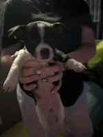 Girl, a female Chihuahua for sale in Zebulon, NC – Photo 5 of 9