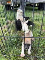 Girl, a female Chihuahua for sale in Zebulon, NC – Photo 7 of 9