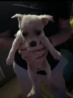 Girl, a female Chihuahua for sale in Zebulon, NC – Photo 3 of 9