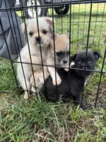 Girl, a female Chihuahua for sale in Zebulon, NC – Photo 8 of 9