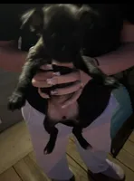 Girl, a female Chihuahua for sale in Zebulon, NC – Photo 2 of 9