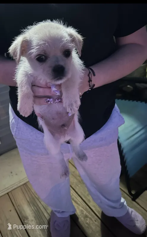 Girl – Chihuahua puppy for sale in Zebulon, NC