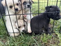 Girl, a female Chihuahua for sale in Zebulon, NC – Photo 9 of 9