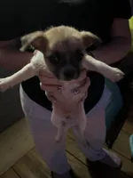 Girl, a female Chihuahua for sale in Zebulon, NC – Photo 4 of 9