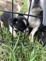 Girl, a female Chihuahua for sale in Zebulon, NC – Photo 6 of 9