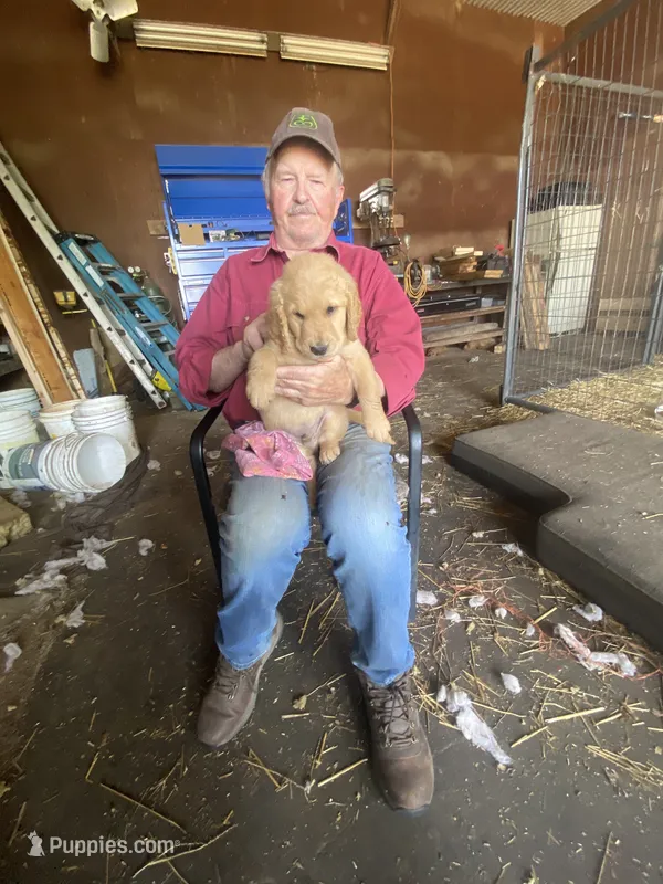 Curly – Golden Retriever puppy for sale in Strum, WI