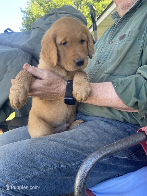 Charlie – Golden Retriever puppy for sale in Strum, WI