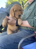 Charlie, a male Golden Retriever for sale in Strum, WI – 1 of 2