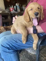 Curly, a male Golden Retriever for sale in Strum, WI – 1 of 1