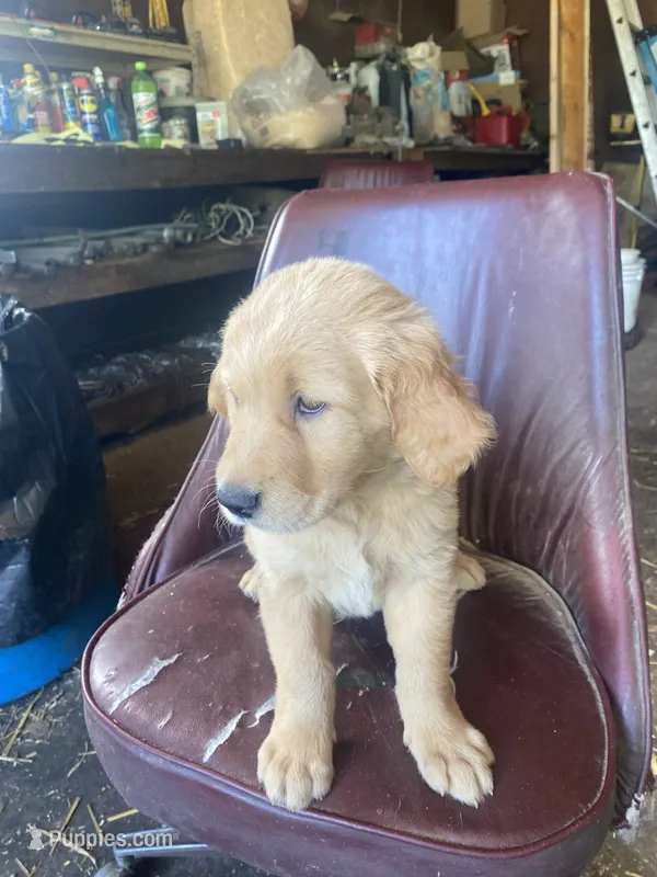 Curly – Golden Retriever puppy for sale in Strum, WI