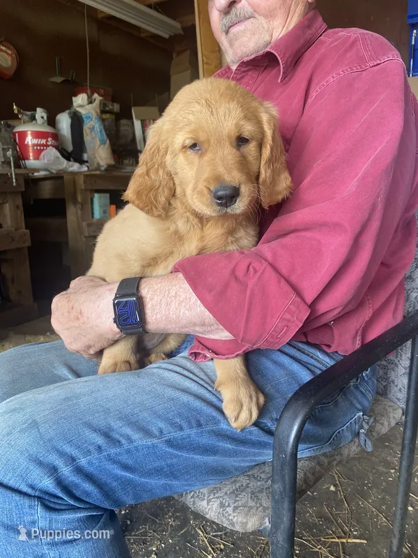Brady – Golden Retriever puppy for sale in Strum, WI