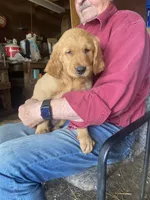 Brady, a male Golden Retriever for sale in Strum, WI – 1 of 1