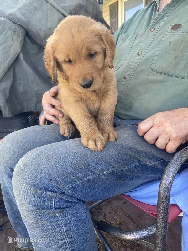 Max – Golden Retriever puppy for sale in Strum, WI