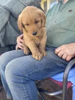 Max, a male Golden Retriever for sale in Strum, WI – 1 of 2