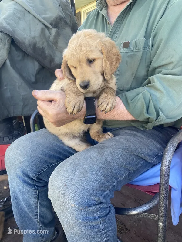 Missy – Golden Retriever puppy for sale in Strum, WI