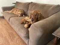 Missy, a female Golden Retriever for sale in Strum, WI – 2 of 2