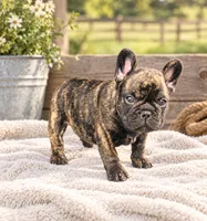 Cody, a male French Bulldog for sale in Taylor, AR – 3 of 6