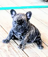 Cody, a male French Bulldog for sale in Taylor, AR – 5 of 6