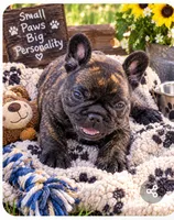 Cody, a male French Bulldog for sale in Taylor, AR – 2 of 6