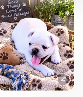 Brody, a male French Bulldog for sale in Taylor, AR – 3 of 6