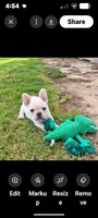 Brody, a male French Bulldog for sale in Taylor, AR – 6 of 6