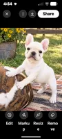 Brody, a male French Bulldog for sale in Taylor, AR – 4 of 6