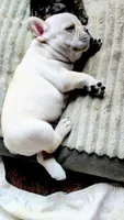 Brody, a male French Bulldog for sale in Taylor, AR – 5 of 6