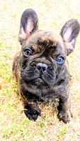 Cody, a male French Bulldog for sale in Taylor, AR – 6 of 6